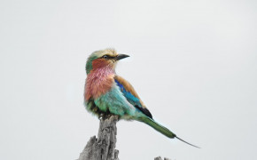 Lilac Breasted Roller HD Background Wallpaper 77759