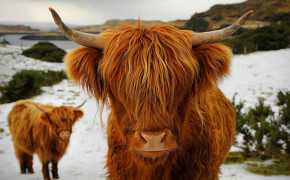 Highland Cattle HD Desktop Wallpaper 76681