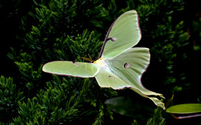 Luna Moth Background HD Wallpapers 74604