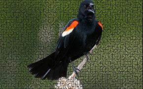 Red Winged Blackbird Wallpaper 78451