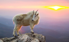 Mountain Goat Wallpaper 2560x1600 81332