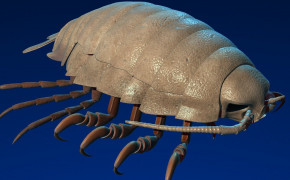 Isopod Background Wallpapers 77071