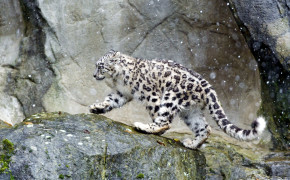 Snow Leopard Wallpaper 2880x1800 82479