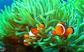 Sea Anemone Best HD Wallpaper 79035
