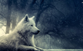 Arctic Wolf HD Background Wallpaper 73972