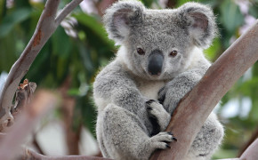 Koala Wallpaper HD 77417
