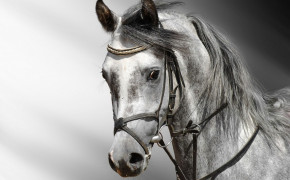 Arabian Horse HD Background Wallpaper 76062