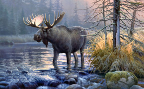 Moose Wallpaper 2376x1588 81324
