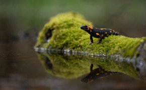 Salamander HD Background Wallpaper 78807