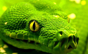 Green Viper Snake Wallpaper 1920x1080 81106