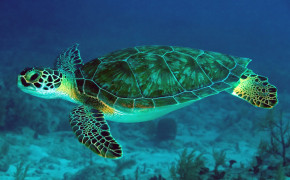 Sea Turtle Wallpaper 3840x2160 82410