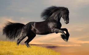 Arabian Horse HQ Background Wallpaper 76067