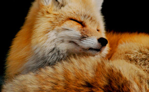 Red Fox Forest Wallpaper HD 08078