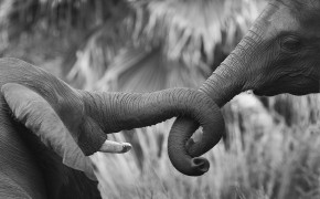 Elephant Black And White Pics 07885
