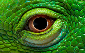 Green Iguana Desktop HD Wallpaper 76291