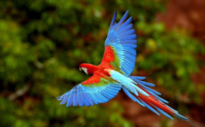 Scarlet Macaw HD Wallpaper 78981