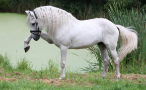 Andalusian Horse Wallpaper 2880x1877 82071