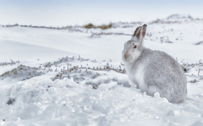 Arctic Hare HQ Background Wallpaper 73939