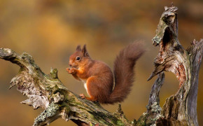 Red Squirrel Widescreen Wallpapers 78245
