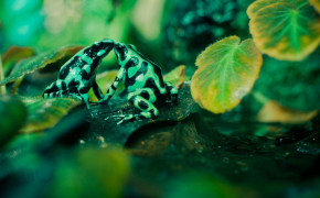 Poison Dart Frog Background Wallpapers 75535