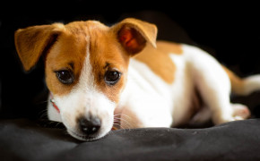 Jack Russell Terrier Wallpaper 2560x1707 82193