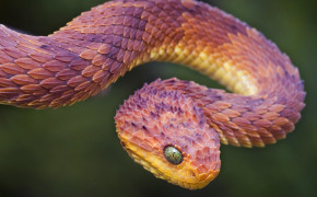 Viper Snake Wallpaper 3840x2160 81840