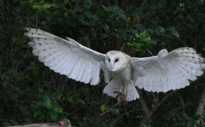 Barn Owl Background HD Wallpapers 74207