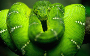 Green Viper Snake Wallpaper 1920x1080 81098