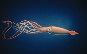 Squid HD Wallpaper 79899