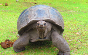 Aldabra Giant Tortoise High Definition Wallpaper 73517