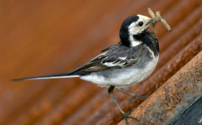 Wagtail High Definition Wallpaper 75889