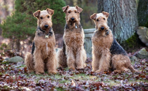 Airedale Terrier HD Wallpaper 73440