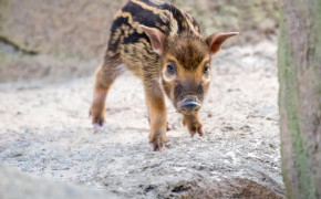 Red River Hog Background Wallpapers 78212