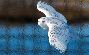 Snowy Owl Widescreen Wallpapers 79714