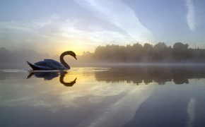 Swan HD Background Wallpaper 80274