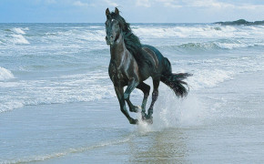 Andalusian Horse Desktop Wallpaper 76024