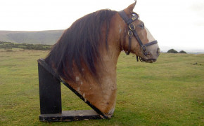 Shire Horse Wallpaper 79453