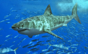 Tiger Shark Wallpaper 80621