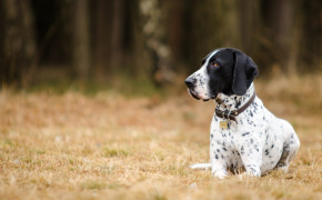 Pointer Dog HD Wallpapers 75525