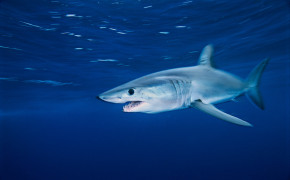 Shark Fin Guitarfish Wallpaper 2400x1600 82433