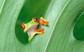 Red Eyed Tree Frog Wallpaper HD 78186
