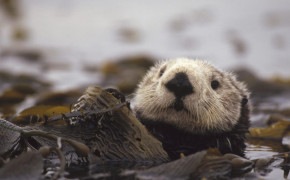 Sea Otter HD Wallpapers 79109