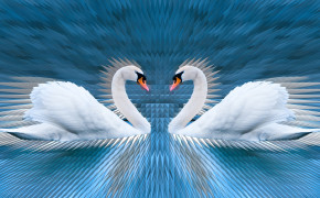 Mute Swan Wallpaper 3840x2160 81368