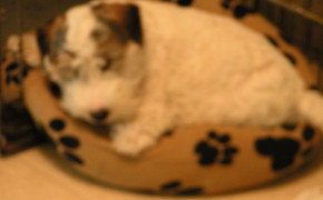 Sealyham Terrier HD Wallpaper 79226