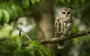 Barred Owl HD Wallpapers 74237