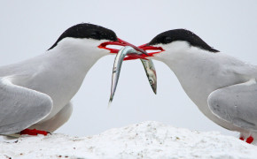 Arctic Tern HD Desktop Wallpaper 73954