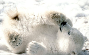 Cute Polar Bear Wallpaper 07780