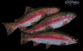 Trout High Definition Wallpaper 75801