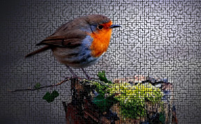 Robin Bird Wallpaper 1440x900 81605