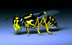 Hornet Insect Wallpaper 2560x1600 81111